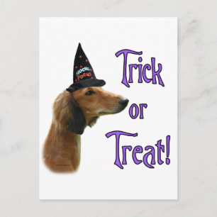 Saluki Trick Postcard