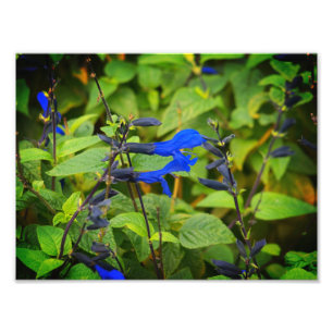 Salvia guaranitica the black and blue blooms photo print
