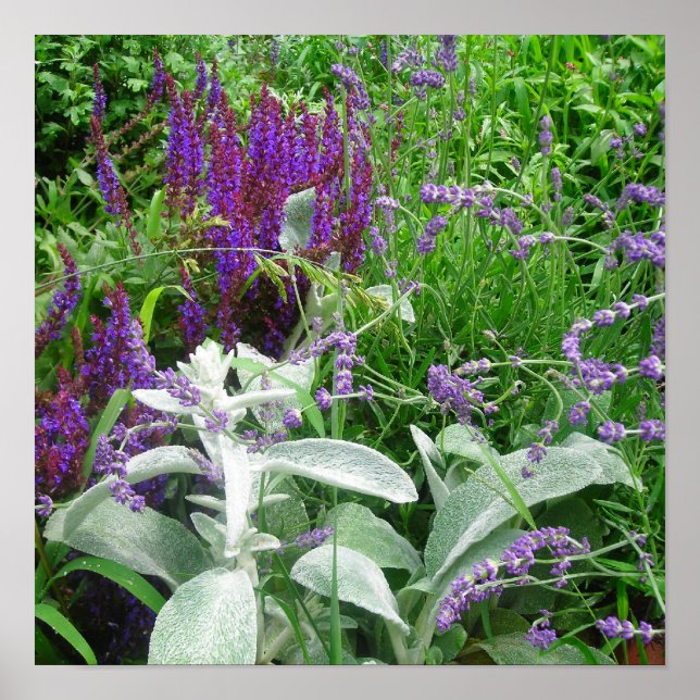 Salvia Lambs ear and Lavandar poster (Front)
