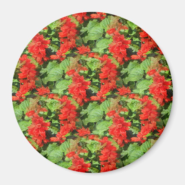 Salvia... Magnet (Front)