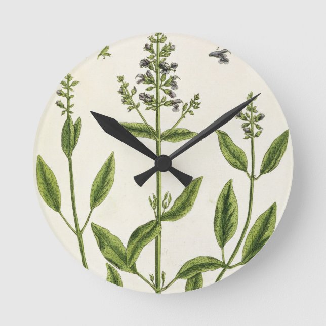 Salviam from 'A Curious Herbal', 1782 (colour engr Round Clock (Front)