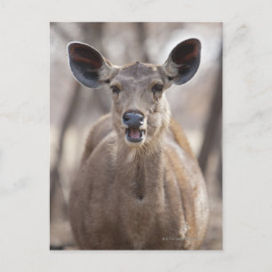 Sambar deer doe (Rusa unicolor) portrait in Postcard