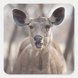 Sambar deer doe (Rusa unicolor) portrait in Square Sticker