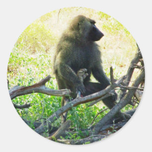 Samburu Baboon Classic Round Sticker