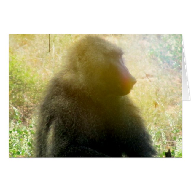 Samburu Baboon Closeup (Front Horizontal)