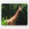 Samburu Giraffe