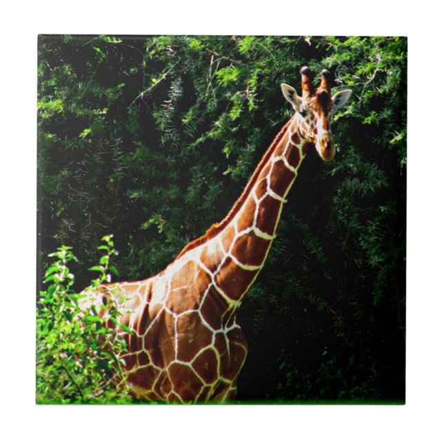 Samburu Giraffe Tile (Front)