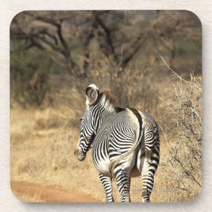 Samburu National Reserve, Kenya Coaster