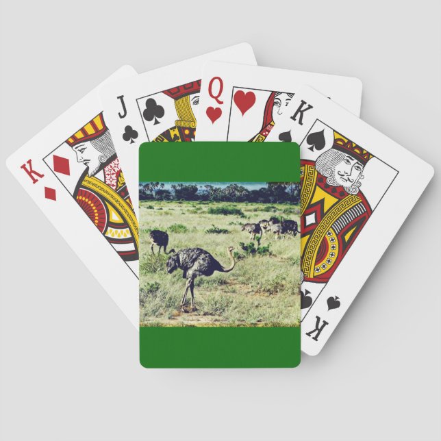 Samburu Ostriches Playing Cards (Back)