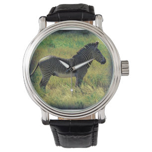 Samburu Zebra Watch