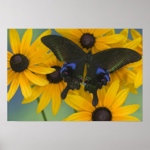 Sammamish Washington Photograph of Butterfly 22 Poster