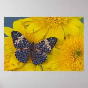 Sammamish Washington Photograph of Butterfly 43 Poster