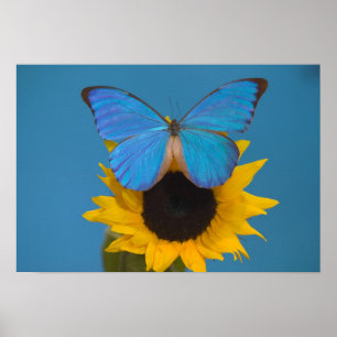 Sammamish Washington Photograph of Butterfly 57 Poster