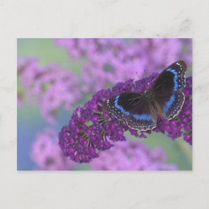 Sammamish Washington Photograph of Butterfly on 12 Postcard
