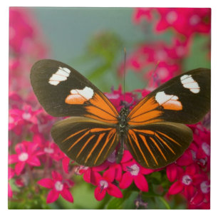 Sammamish Washington Photograph of Butterfly on 14 Ceramic Tile