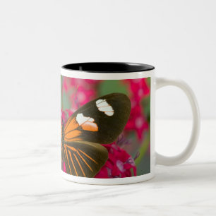 Sammamish Washington Photograph of Butterfly on 14 Two-Tone Coffee Mug