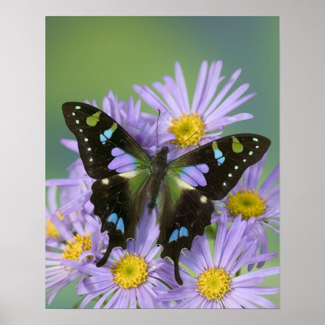 Sammamish Washington Photograph of Butterfly on 4 Poster (Front)