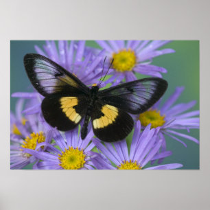Sammamish Washington Photograph of Butterfly Poster