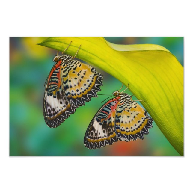 Sammamish, Washington. Tropical Butterflies 49 Photo Print (Front)