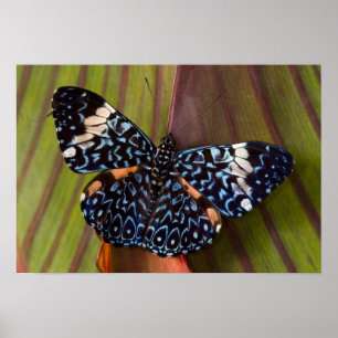 Sammamish, Washington. Tropical Butterflies 54 Poster