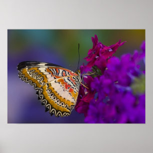 Sammamish, Washington. Tropical Butterflies 64 Poster