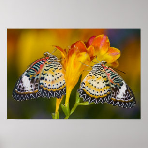 Sammamish, Washington. Tropical Butterflies 68 Poster
