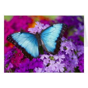 Sammamish Washington Tropical Butterfly