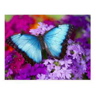 Sammamish Washington Tropical Butterfly 7 Postcard