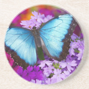 Sammamish Washington Tropical Butterfly Coaster