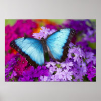 Sammamish Washington Tropical Butterfly