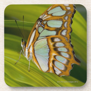 Sammamish, Washington, USA Coaster