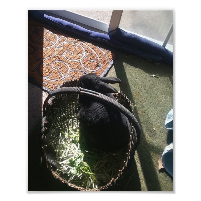 SAMMY I PHOTO PRINT (Front)