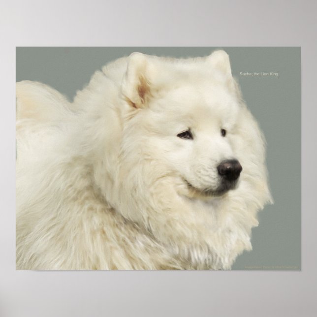 Samoyed 19" x 13",  Archival Heavyweight Paper Poster (Front)