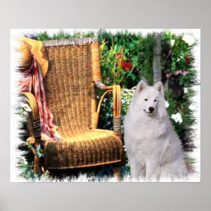 Samoyed Art Print