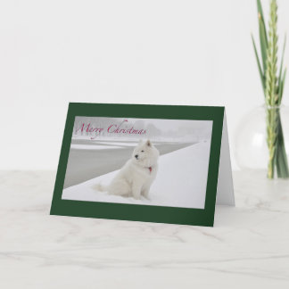 Samoyed Christmas (Lincoln Memorial) Holiday Card