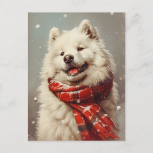Samoyed Christmas Postcard