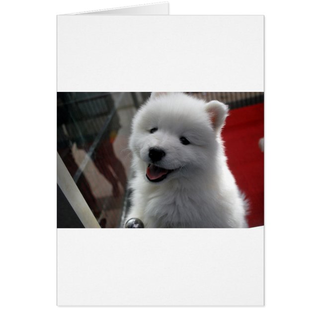 Samoyed Dog (Front)
