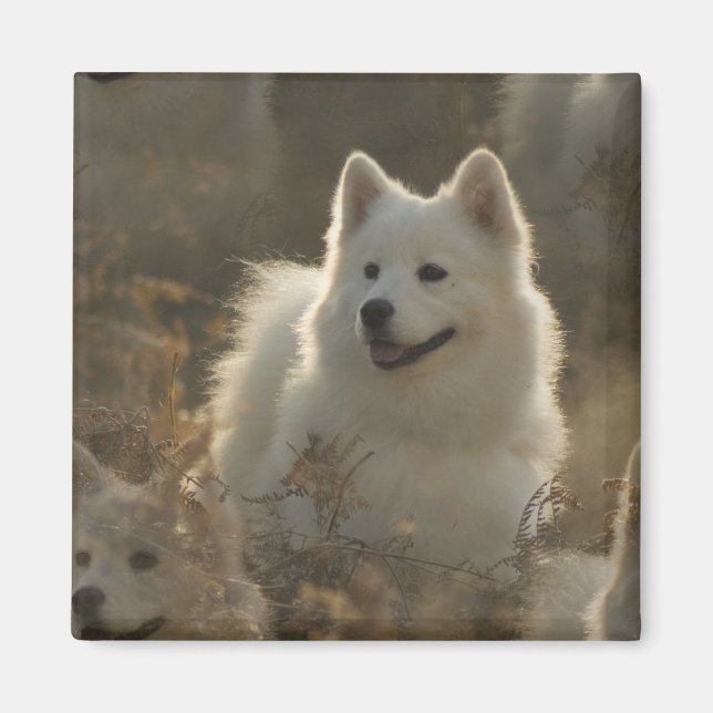Samoyed Dog Breed Square Magnet (Front)