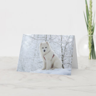 Samoyed dog card