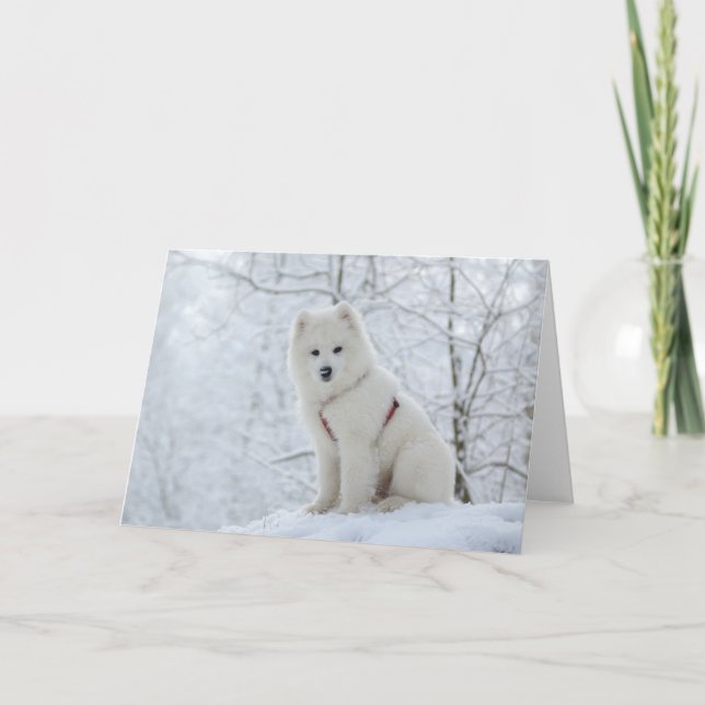 Samoyed dog card (Front)