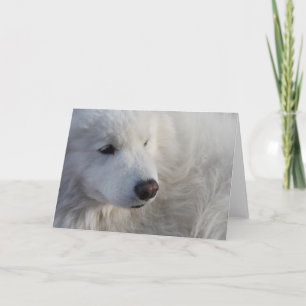 Samoyed Dog Greeting Card