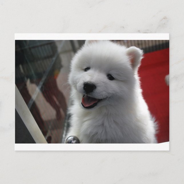 Samoyed Dog Postcard (Front)