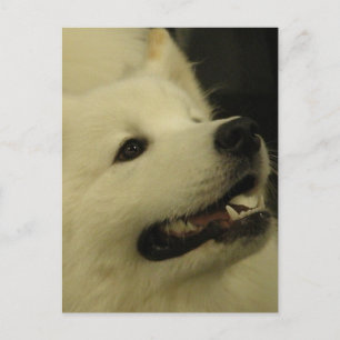 Samoyed Dog Postcards