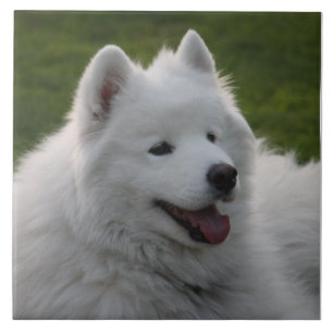 Samoyed Dog Tile