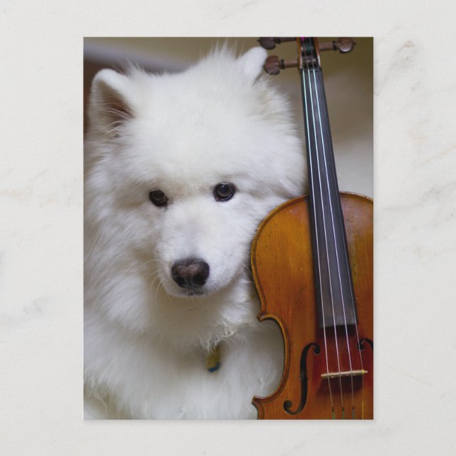 Samoyed Dog with Violin Postcard (Front)
