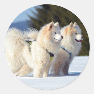 Samoyed Dogs in the Snow Classic Round Sticker