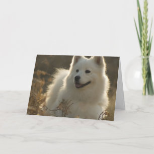 Samoyed Greeting Card