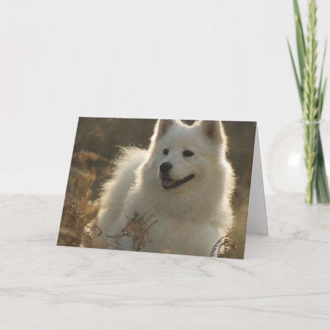 Samoyed Greeting Card (Front)