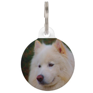 Samoyed Husky Dog. Pet Tag