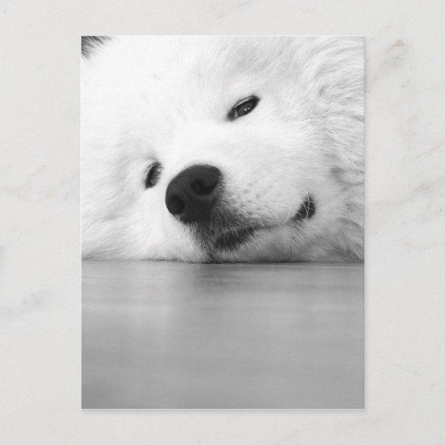 Samoyed Photo Dog White Postcard (Front)